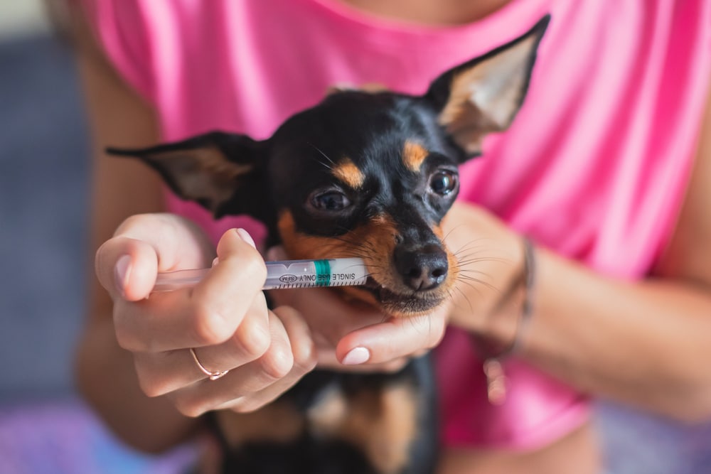 A small black and brown dog is being given oral medication through a syringe by a person in a pink shirt, who appears to be a vet. The veterinarian holds the dog's head gently, administering the medicine.