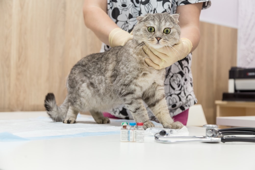 A gray cat with wide eyes stands on a veterinary examination table, held gently by a veterinarian wearing gloves. Nearby are a stethoscope and small vials of medication. The setting is a vet clinic.