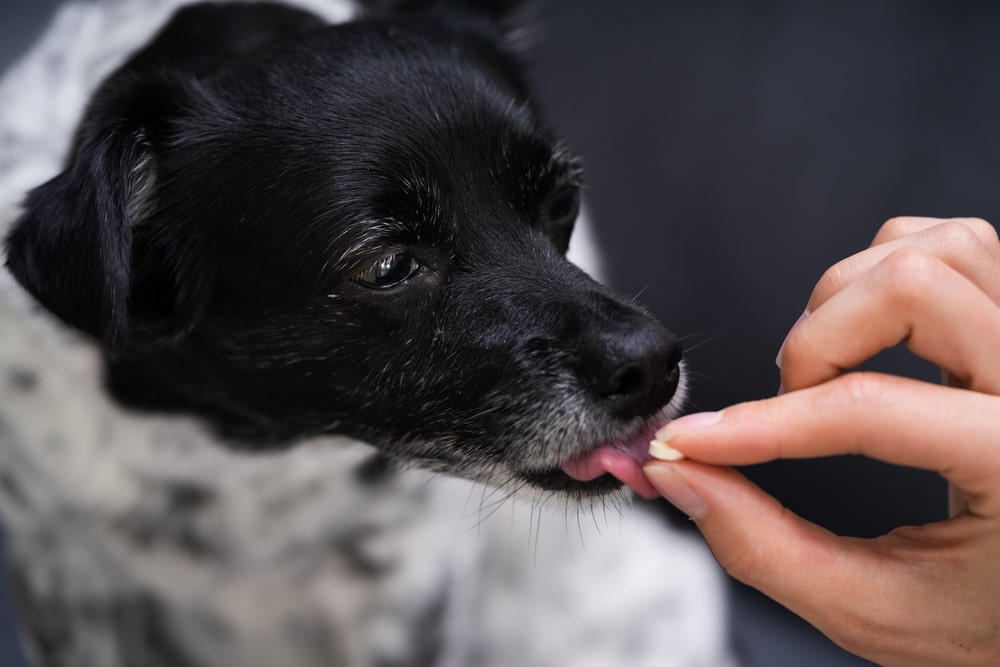 A small black dog with white speckled fur calmly licks a person's hand, as if appreciating the gentle fingers offered to it. In the blurred, dark background, a nearby veterinarian observes the peaceful interaction with a satisfied smile.