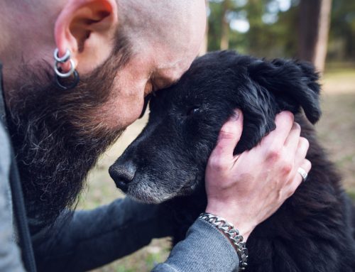 Peace and Comfort—In-Home Euthanasia Benefits for Pets