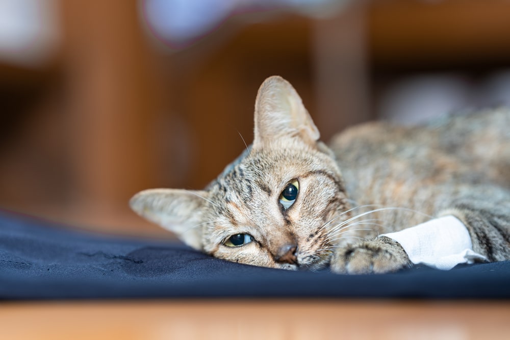 A tabby cat with a bandaged paw, a recent visitor to the vet, lies on a dark surface, gazing towards the camera with half-closed eyes. The background is softly blurred.