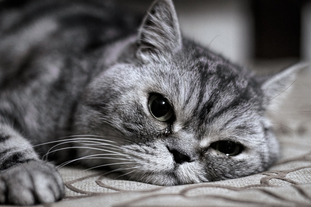 A close-up of a gray tabby cat lying down on a patterned surface, looking as serene as if fresh from a visit to the vet. With its head resting on its paw and eyes open, the cat's soft, fluffy fur is beautifully highlighted by subtle lighting.