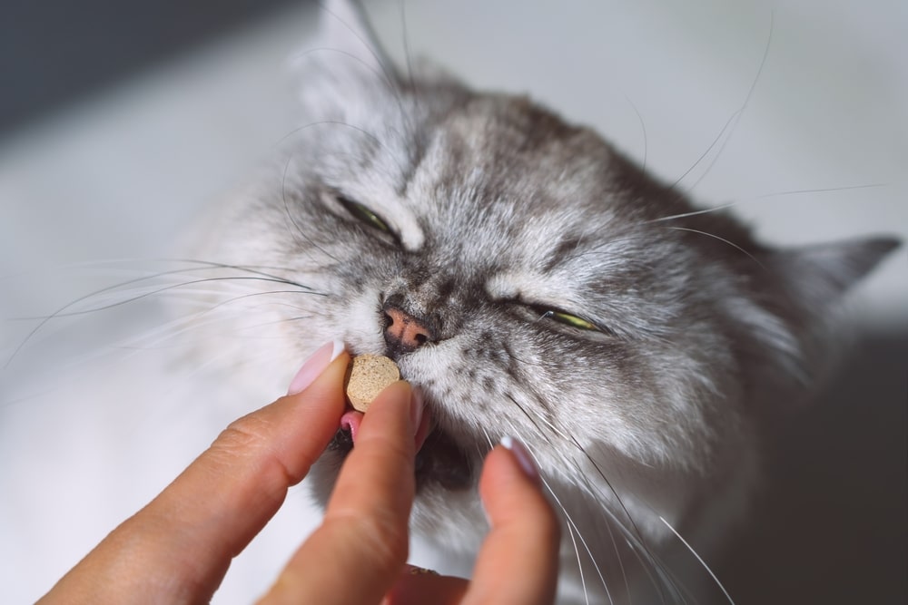A fluffy, grey cat with green eyes is being fed a round treat by a person, perhaps its veterinarian. The cat's eyes are partially closed, clearly enjoying the treat. The background is a soft, out-of-focus light grey.