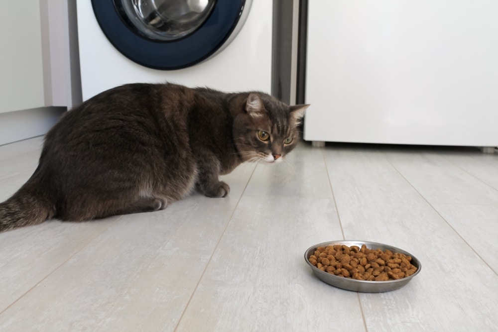 A brown cat with striking green eyes crouches on a white tiled floor, its gaze locked onto a metal bowl filled with dry cat food. Nearby, the gentle hum of the washing machine and refrigerator fills the air, reminiscent of a vet's waiting room.