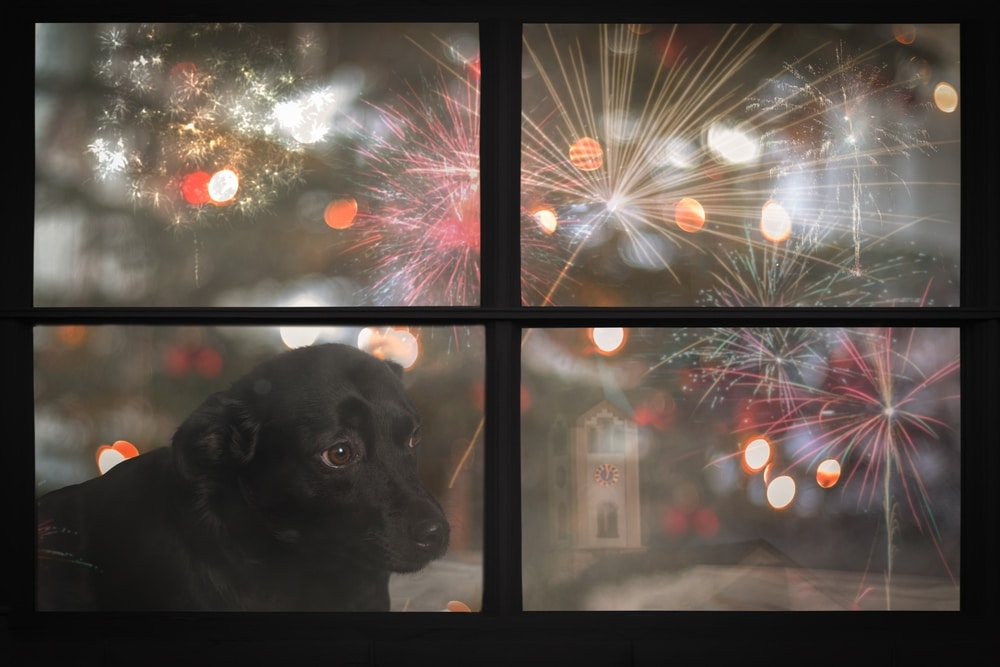 A black dog, appearing anxious, looks out of a window as colorful fireworks light up the night sky. Blurred bokeh effects from city lights and a Christmas tree add to the scene, reminding its owner of an upcoming visit to the vet.