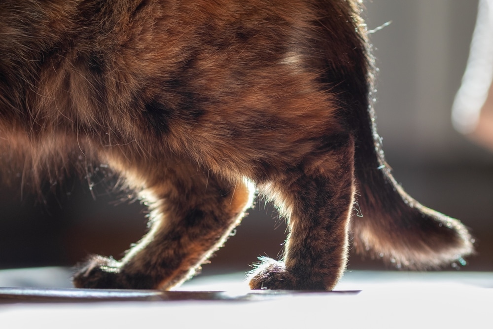 Close-up of a cat's hind legs and tail in sunlight, the fur—a mix of brown, black, and orange—exudes a soft, fluffy texture. A veterinarian's appreciation for these details highlights how light creates a warm, cozy atmosphere around this healthy feline.