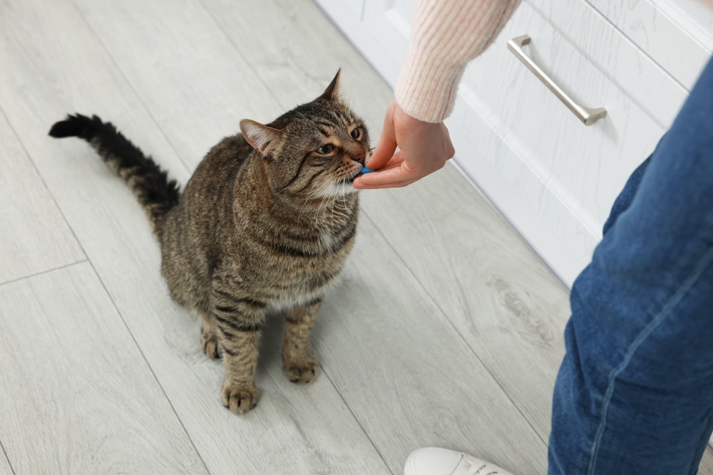 A tabby cat sits on a light wood floor, looking up eagerly as a person in a sweater and jeans, possibly their vet, offers it a treat with their hand. The cozy scene unfolds indoors, near white cabinetry.