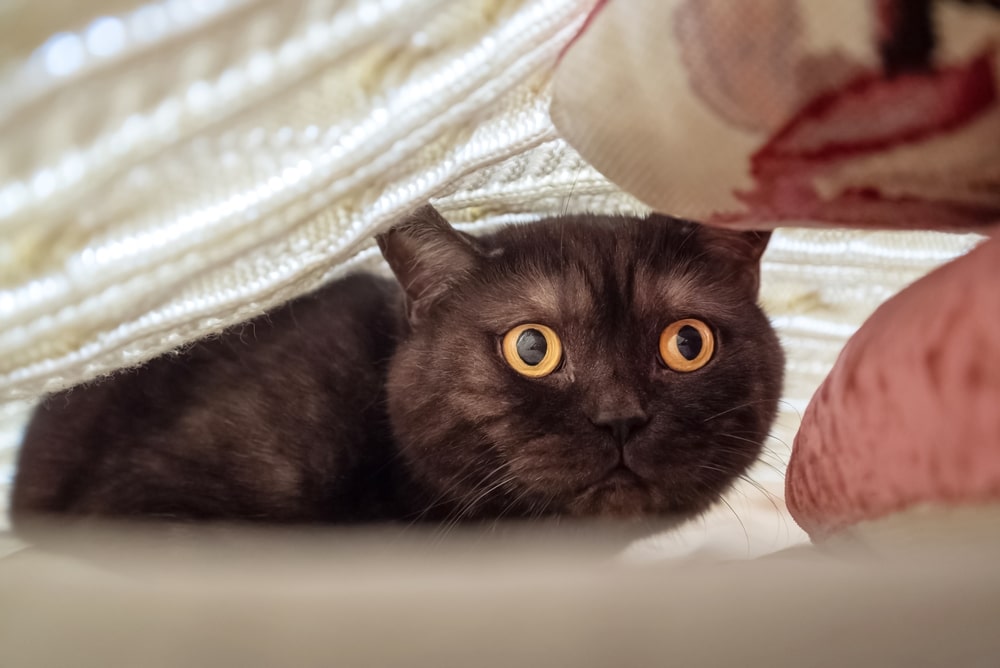 A black cat with wide, bright yellow eyes is lying under a blanket, peering out with an alert expression, as if ready for a surprise trip to the vet.