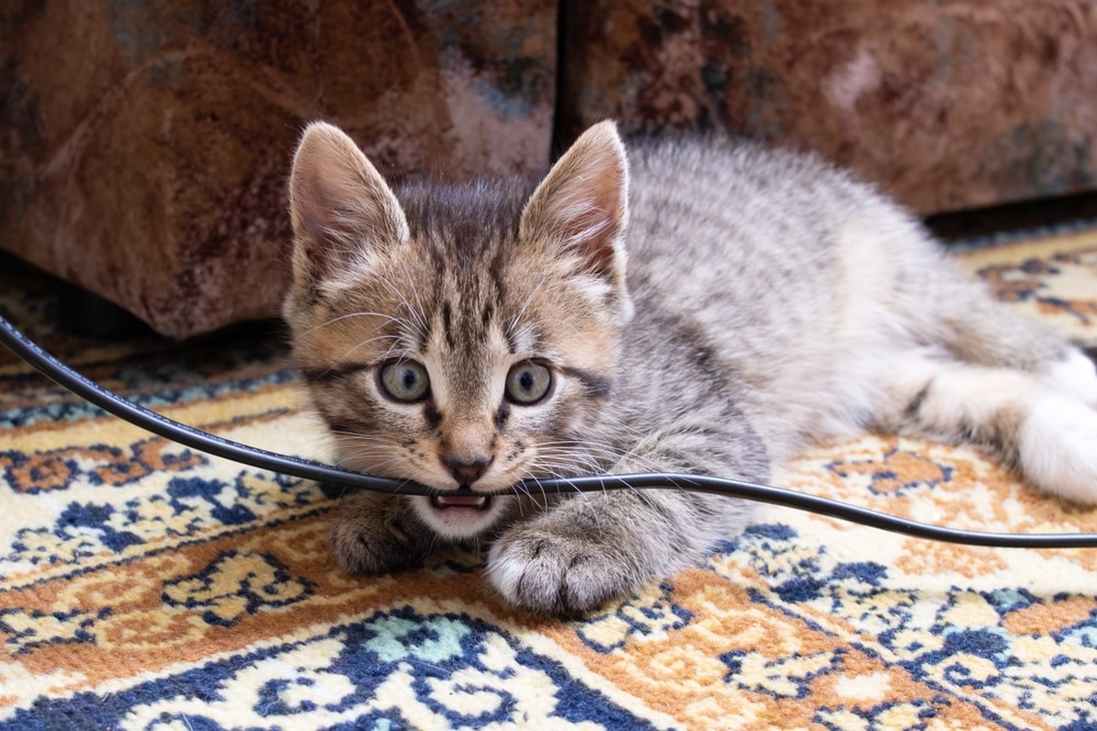 A playful tabby kitten with blue eyes, future star of any veterinarian's office, tries to chew on a black cable. The kitten is lying on an ornate, colorful rug, and there's a brown, textured sofa in the background.
