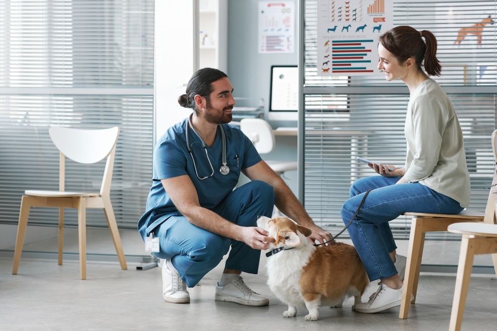 A vet in blue scrubs kneels to pet a corgi while speaking with a woman sitting on a chair. The woman holds a tablet and smiles at the veterinarian. They are in a modern veterinary clinic with charts adorning the walls.