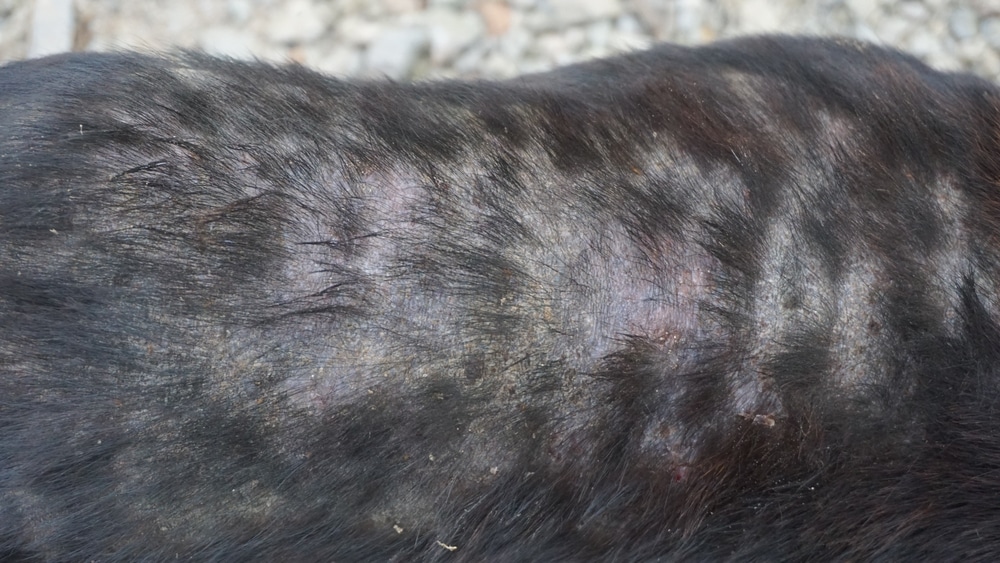 Close-up image of a black dog's fur showing patches of thinning hair and irritated skin, suggesting a visit to the vet may be needed. The background is out of focus, revealing a gray, gravel-like surface.