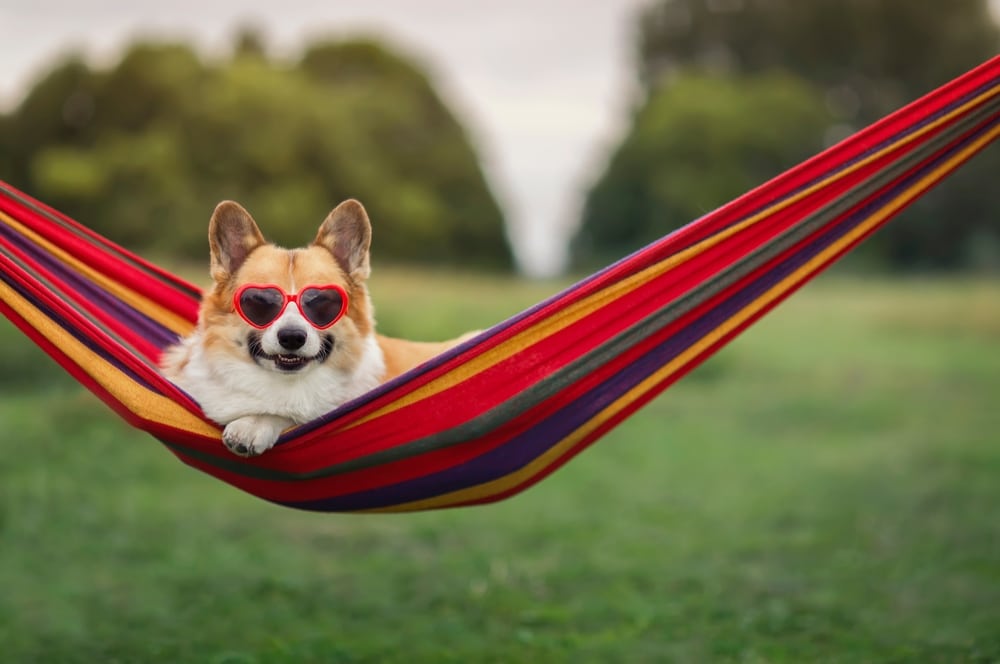 A corgi sporting red heart-shaped sunglasses relaxes in a colorful hammock, looking like it's enjoying some downtime after a visit to the veterinarian. The peaceful outdoor setting features a grassy field and blurred trees, perfect for unwinding.