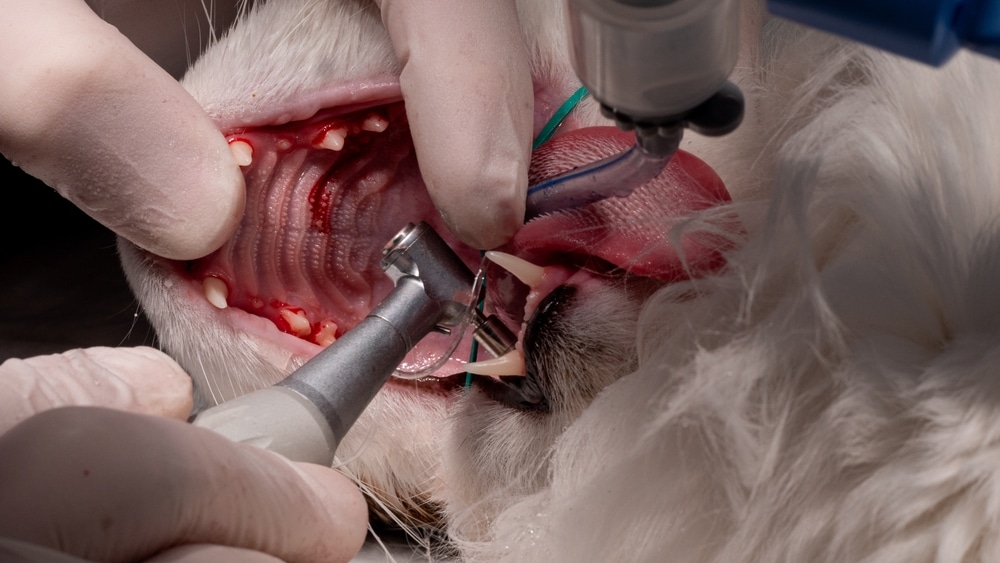 A skilled vet performs a dental procedure on a dog under anesthesia. The dog's mouth is open, tools are inserted, and its tongue is visible. The veterinarian wears gloves and white fur partially covers the tranquil canine.