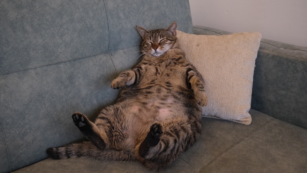 A chubby tabby cat is lounging on a couch, lying on its back with paws up, eyes closed, and a content expression. Fresh from a vet visit, the feline rests against a beige pillow on a bluish-gray sofa.