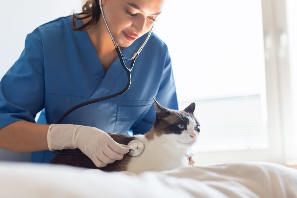 A vet in a blue uniform and gloves uses a stethoscope to check a calm cat's heartbeat. The scene is well-lit with natural light streaming through a window in the background.