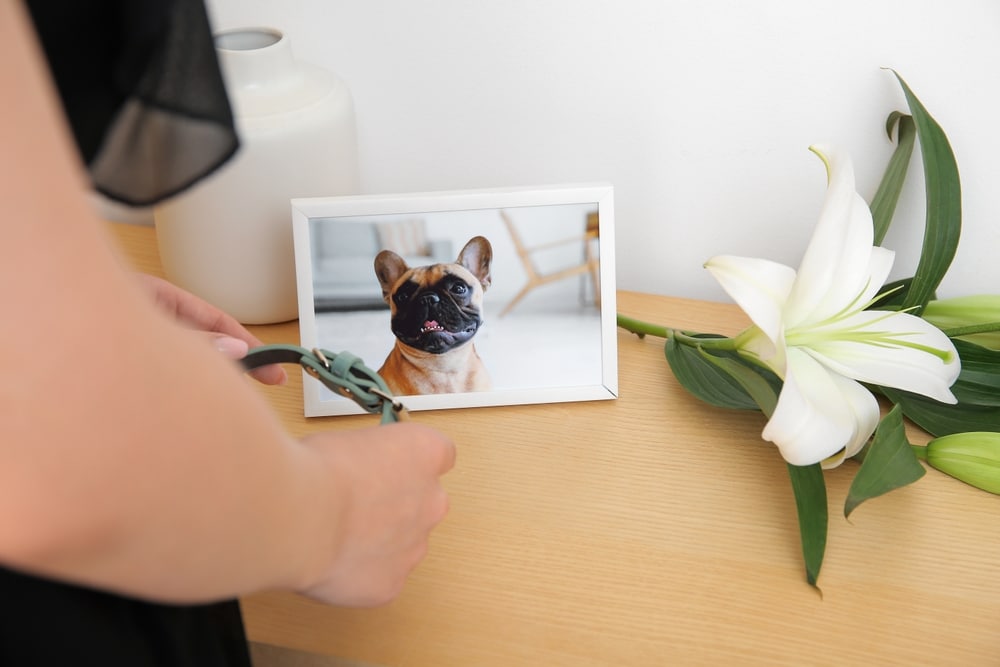 A person places a photo frame with a French Bulldog on a wooden table, reminiscent of their last veterinarian visit. A white lily and a white vase adorn the table next to the frame. The person holds a small object, possibly glasses or something similar.