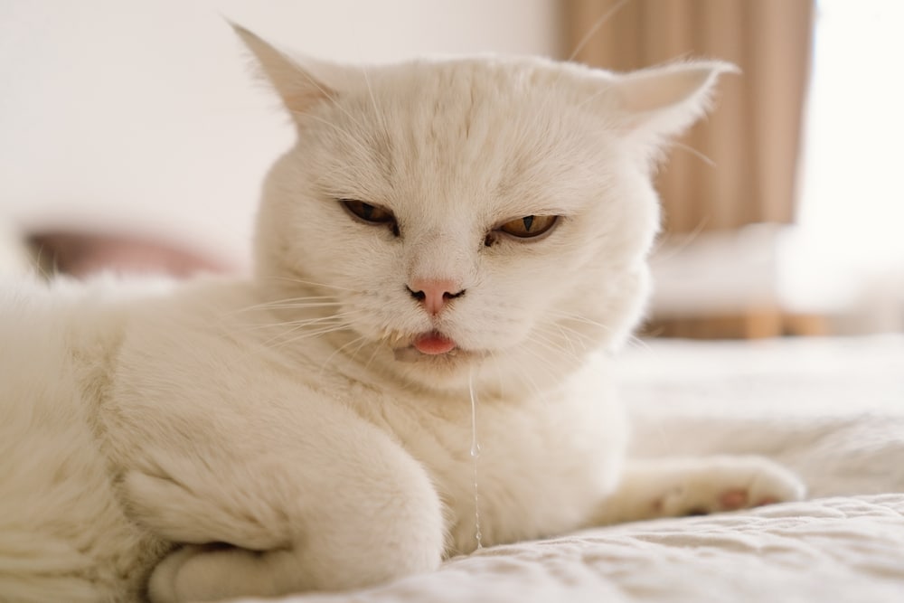A fluffy white cat is lying down, looking grumpy with its tongue slightly out and drooling, perhaps dreaming of a recent visit to the vet. The background is softly blurred, with warm tones suggesting a cozy indoor setting.