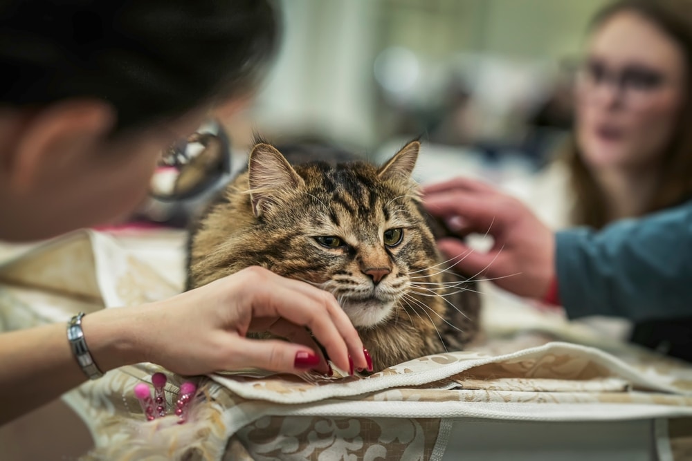 A fluffy brown tabby cat with piercing green eyes sits on a patterned blanket, basking in attention. Two people, possibly a veterinarian and an assistant, gently pet the cat while another looks on. The setting appears to be indoors, likely a pet show or grooming area.
