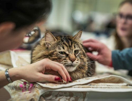 Self-Care and Remembrance After Losing a Pet