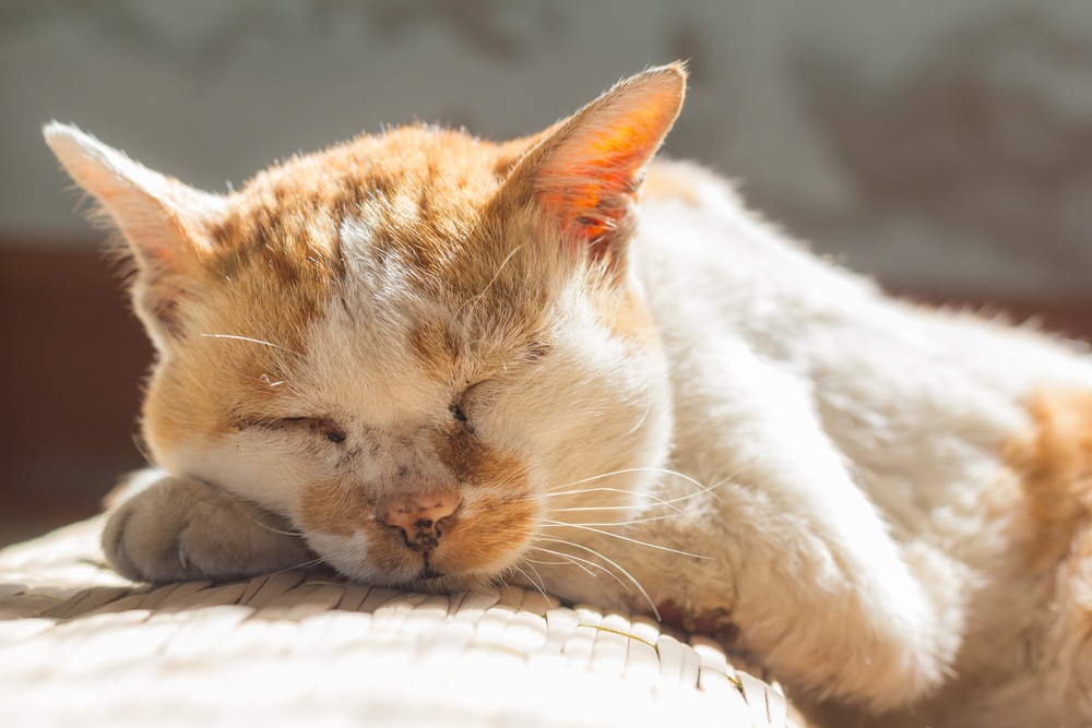 A ginger and white cat is sleeping peacefully on a woven mat, sunlit through a nearby window. Recently checked by the vet, its eyes are closed and its head rests on one paw, showing a sense of comfort and relaxation.