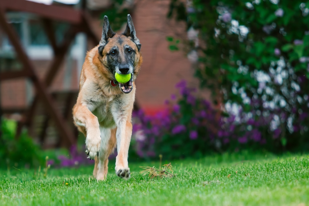 A German Shepherd is joyfully running across a grassy yard with a tennis ball in its mouth, its energy reminiscent of a scene beloved by any veterinarian. In the background, there are blurred purple flowers and part of a wooden fence.