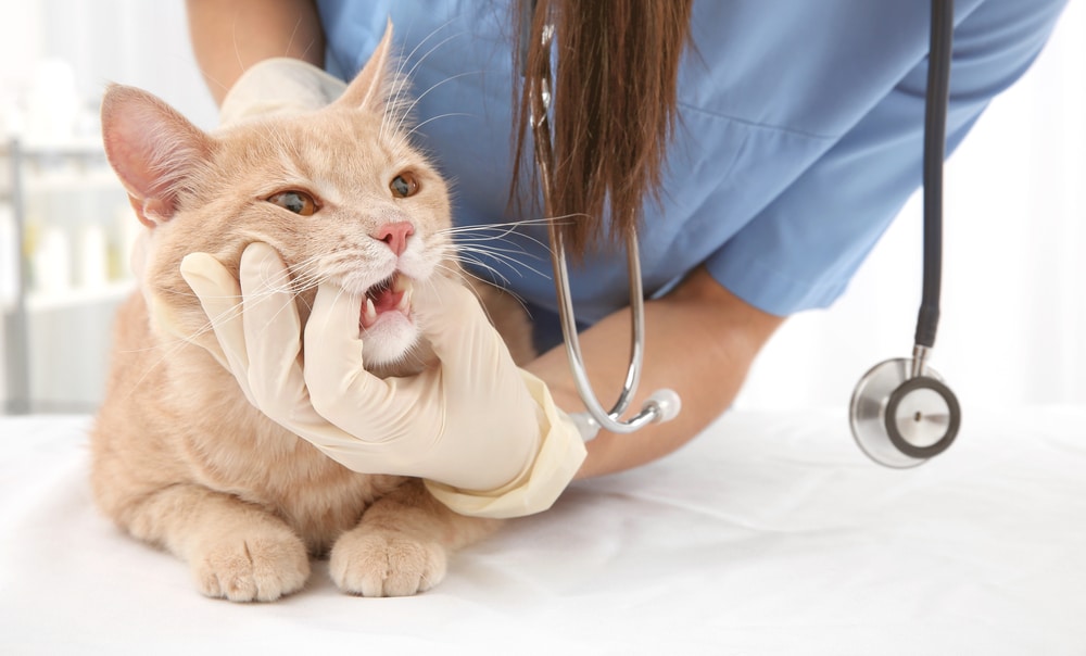 A vet wearing gloves and a stethoscope examines a light orange cat's mouth. The cat, lying on a white surface, appears calm as the veterinarian gently inspects its teeth.