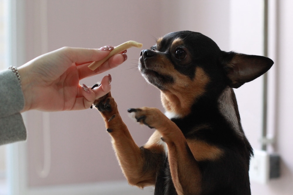 A small black and tan Chihuahua stands on its hind legs in a brightly lit room, eagerly reaching up with its front paws towards a veterinarian holding a treat.