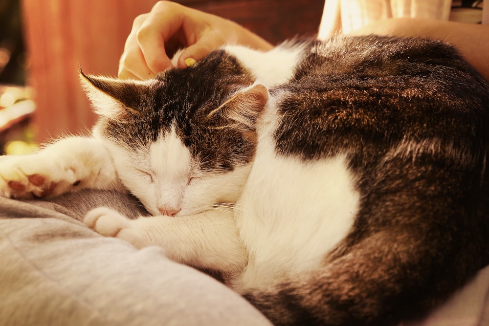 A white and gray cat is curled up, sleeping on a veterinarian's lap. The vet's hand gently pets the cat's head. The background is softly blurred, suggesting a cozy, sunlit environment.
