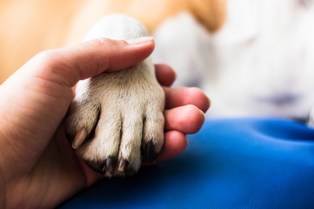 A close-up of a person's hand gently holding a dog's paw, reminiscent of a veterinarian's gentle touch. The blurred background hints at a surface or piece of furniture in soft blue hues, capturing the essence of care and companionship.