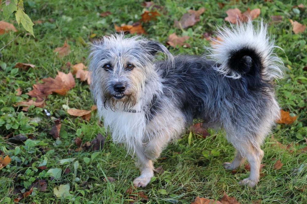 A scruffy, small to medium-sized dog with a shaggy gray and white coat stands on green grass surrounded by fallen leaves, just back from the vet. Its ears are perked, and it has a fluffy tail curled over its back.